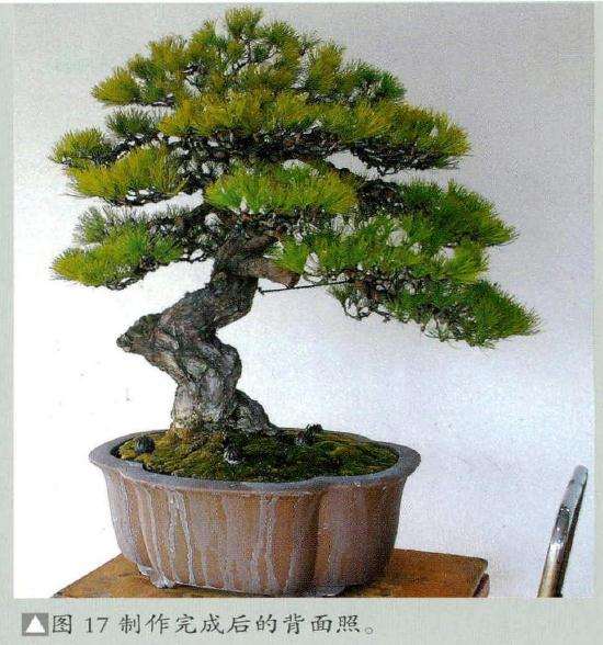 制作完成后的盆景背面