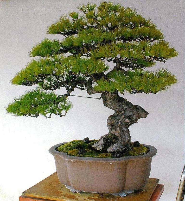 制作完成后的盆景正面照