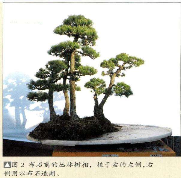 植于盆景盆的左侧