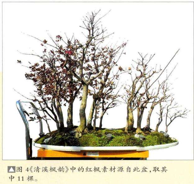 中的红枫素材源自此盆