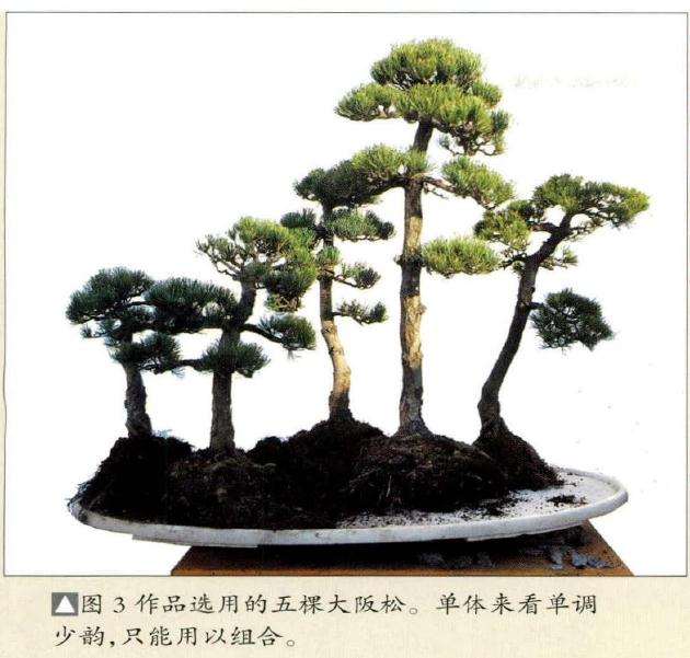 图解 张志刚谈水旱盆景怎么制作的方法