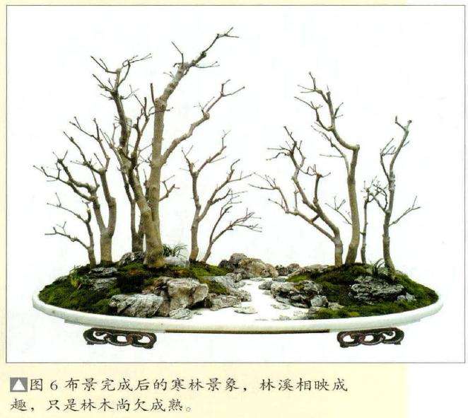 图解 张志刚谈水旱盆景怎么制作的方法