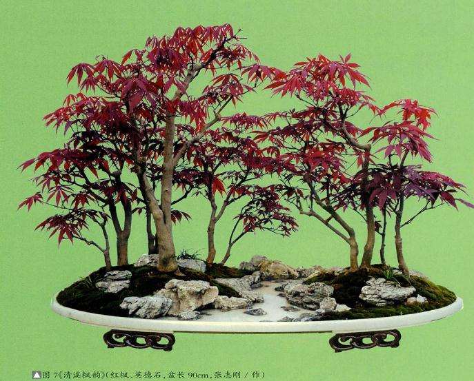 图解 张志刚谈水旱盆景怎么制作的方法