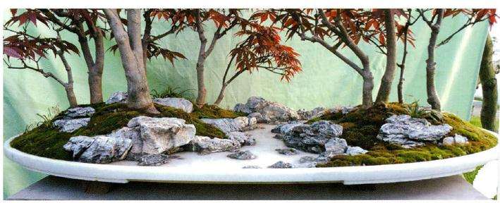 图解 张志刚谈水旱盆景怎么制作的方法