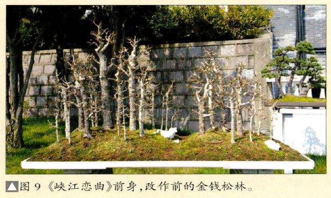 改作前的金钱松林