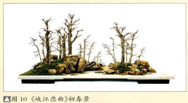 图解 张志刚谈水旱盆景怎么制作的方法