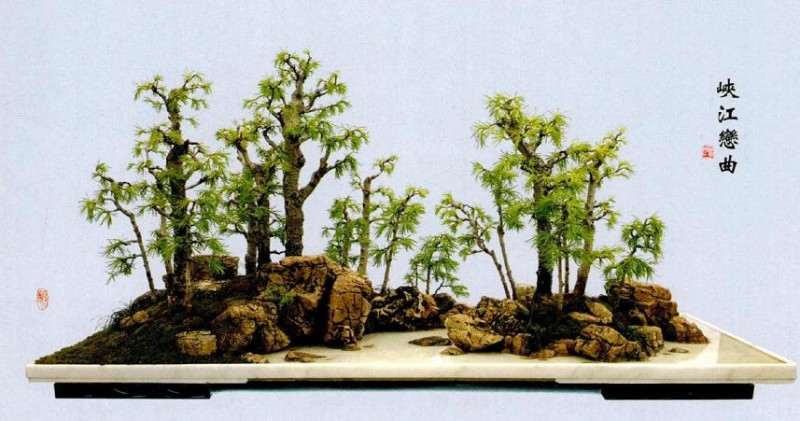 图解 张志刚谈水旱盆景怎么制作的方法