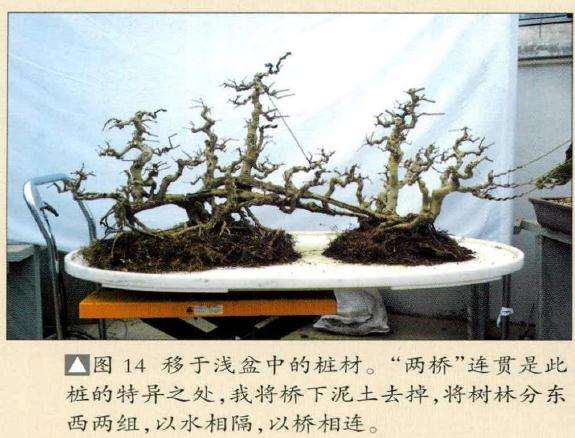 将树林分东西两组