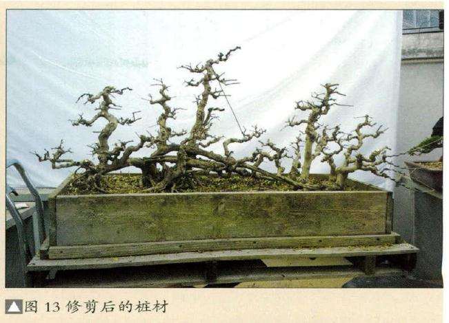 修剪后的盆景桩材