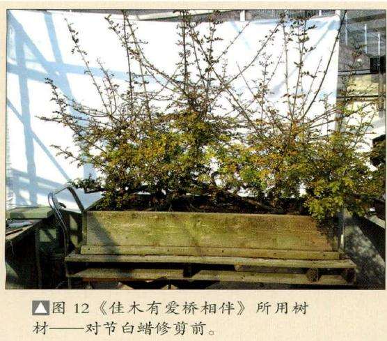 对节白蜡修剪前