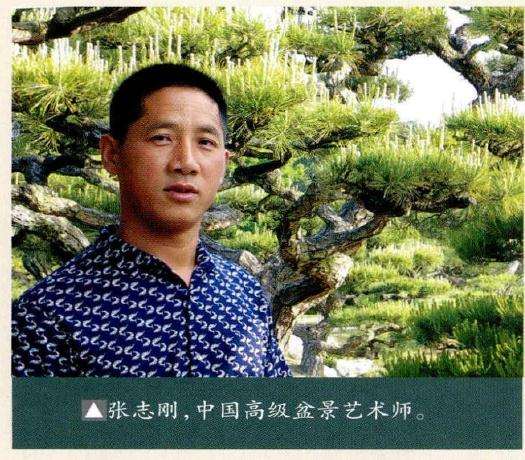 盆景作者张志刚