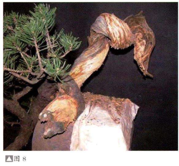 图解 意大利怎么制作欧洲山松盆景的过程