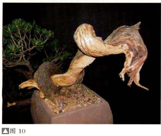 图解 意大利怎么制作欧洲山松盆景的过程