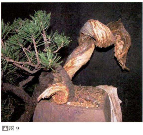 图解 意大利怎么制作欧洲山松盆景的过程