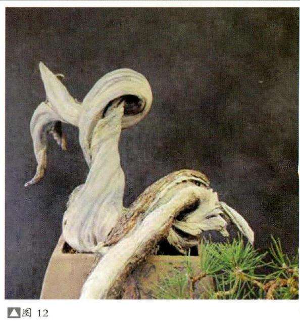 图解 意大利怎么制作欧洲山松盆景的过程