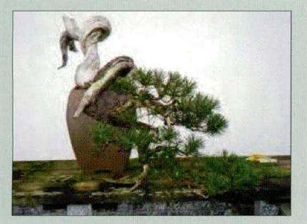 图解 意大利怎么制作欧洲山松盆景的过程