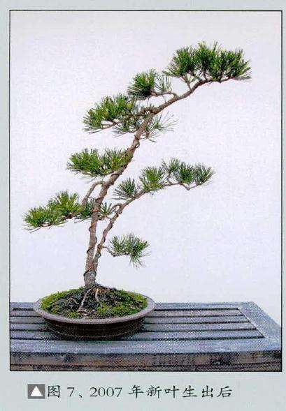 盆景因下部枝叶嫌多