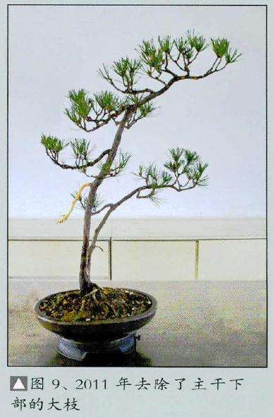 盆景疏剪上部的枝条