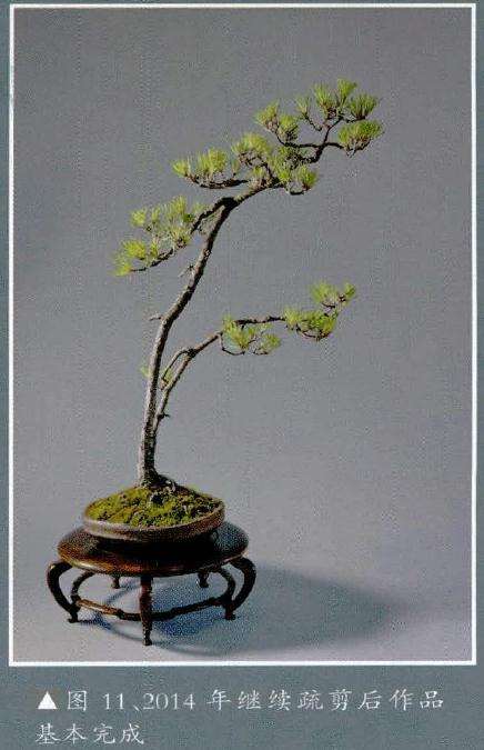 2014年继续进行盆景疏剪
