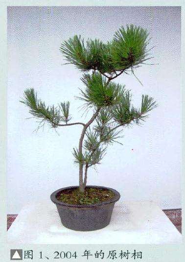 《逸趣》的素材系2004年从苗圃获得