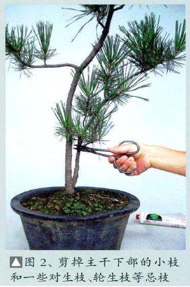 首先对树木做一些基本盆景修剪