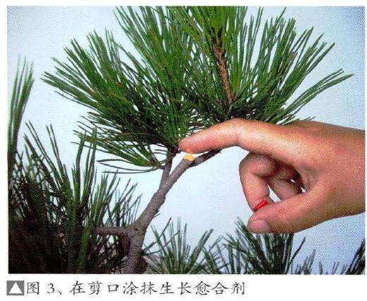 为防止盆景树木受伤