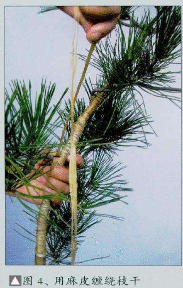 为了能更自如地调整主干线条