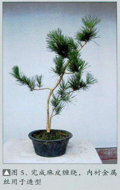 为了能更自如地调整主干线条