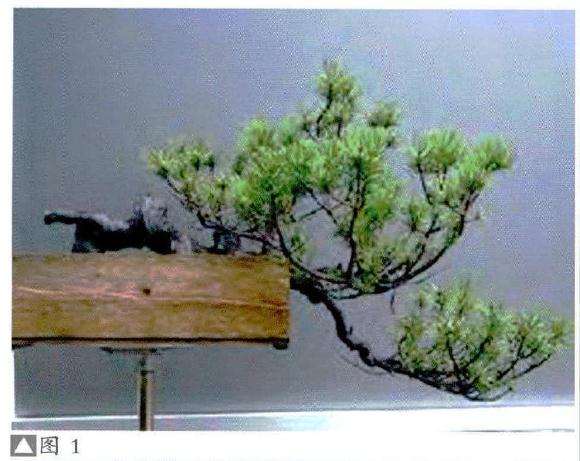 图解 欧洲山松盆景怎么制作的7个过程
