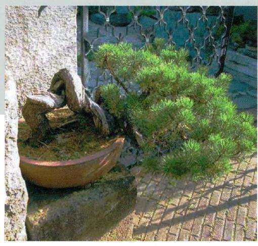 图解 欧洲山松盆景怎么制作的7个过程