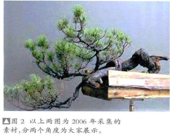 图解 欧洲山松盆景怎么制作的7个过程