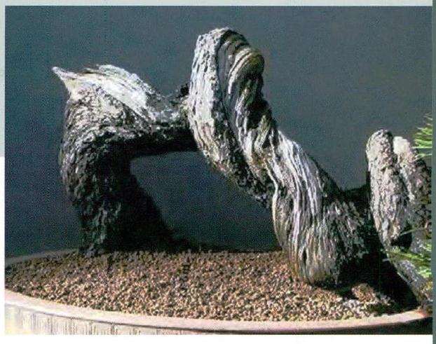 图解 欧洲山松盆景怎么制作的7个过程