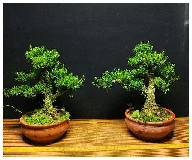 盆景怎么浇水能满足生长需要的3个方法