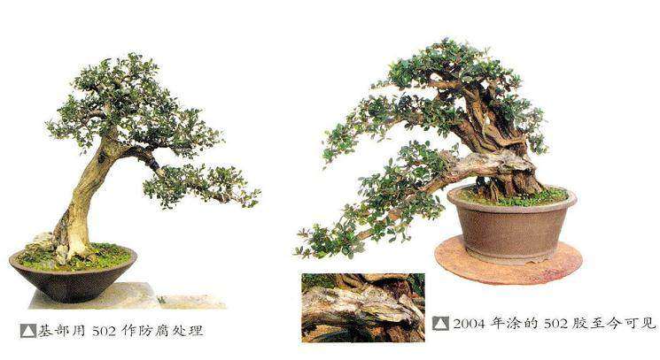 盆景创伤枯腐部位怎么处理的3个方法