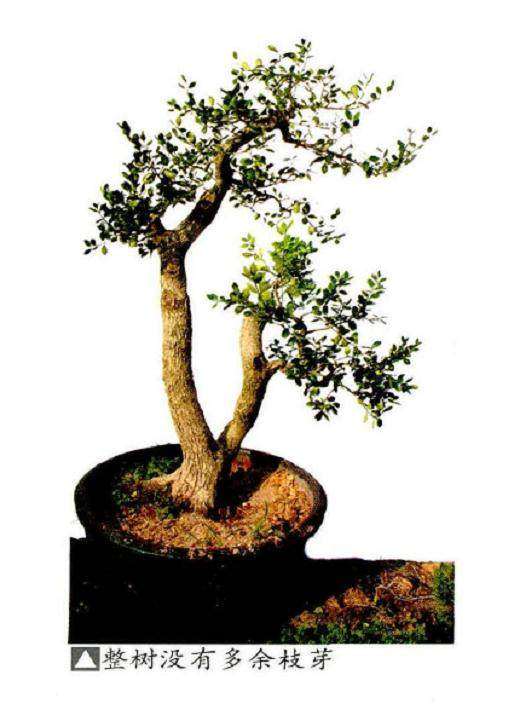 盆景要严格控制顶端枝托