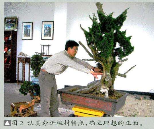 认真分析桩材特点