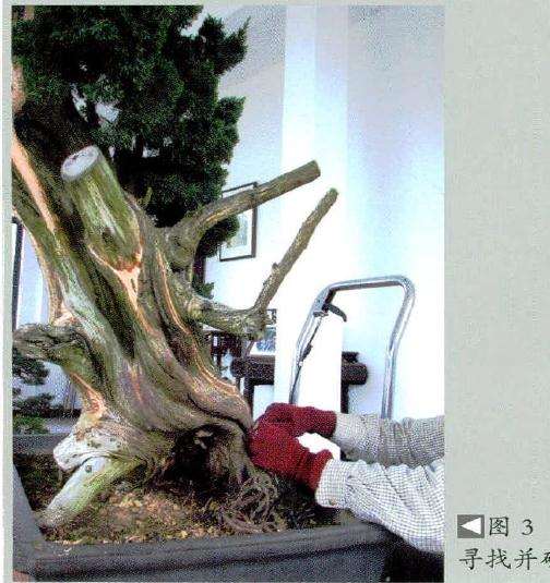 寻找盆景并确定水线