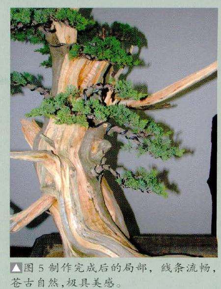 制作盆景完成后的局部