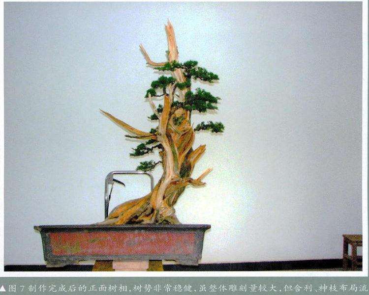 制作盆景完成后的正面树相