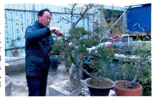 盆景大师王兴柒