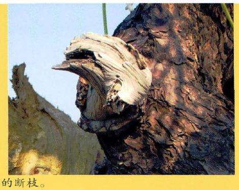 自然环境下松树的舍利和残存的断枝