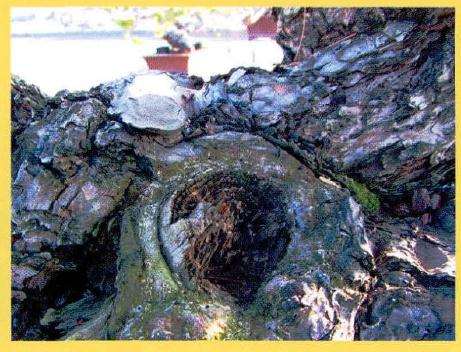 自然环境下松树的舍利和水线