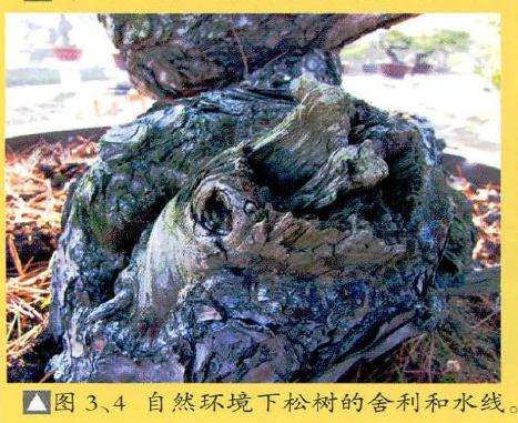 自然环境下松树的舍利和水线