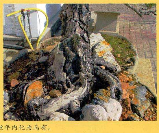 图解 黑松的舍利干盆景制作教程