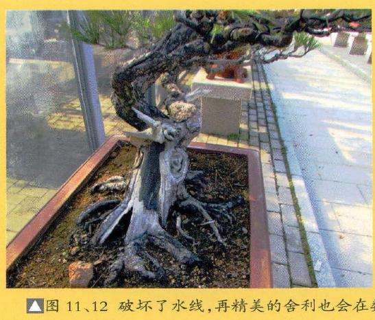 图解 黑松的舍利干盆景制作教程