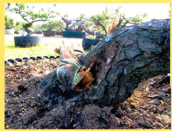 盆景断头的处理