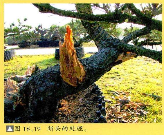 盆景断头的处理
