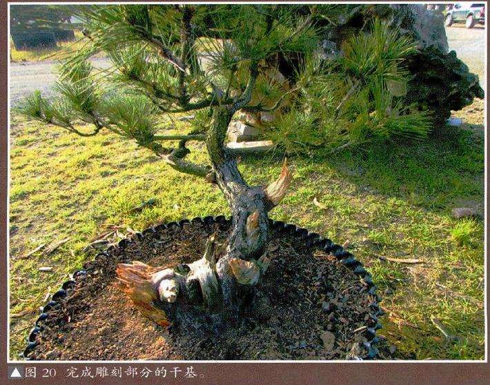 盆景完成雕刻部分的干基