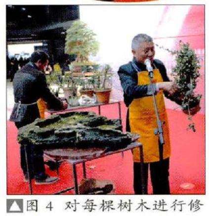 对每棵树木进行盆景修剪和整形