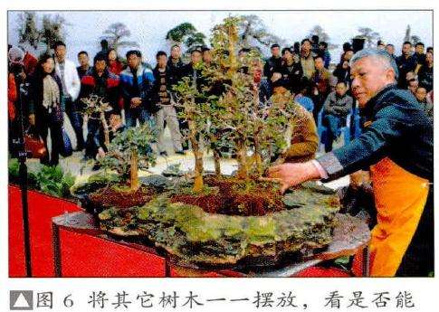 图解 树石丛林组合盆景怎么制作的17个过程